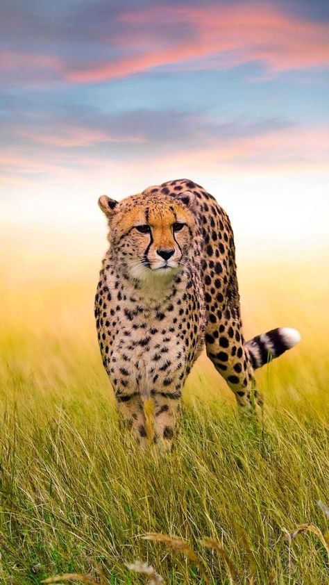 Cheetah Pictures, Cheetah Wallpaper, Wild Animal Wallpaper, Wild Animals Pictures, Nature And Wildlife, Animal Portraits, About Nature, Trending Pins, Airbrush Art