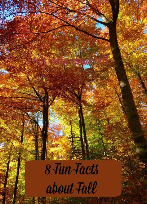 Fall brings lots of fun, but how much do you know about this amazing season? Learn 8 fun facts about fall here! Fun Facts About Fall, Abstract Environment, Fall Weekend Getaway, Colouring Book For Adults, Life In The Countryside, Abstract Art Decor, Qhd Wallpaper, Mindful Moments, Forest Scenery