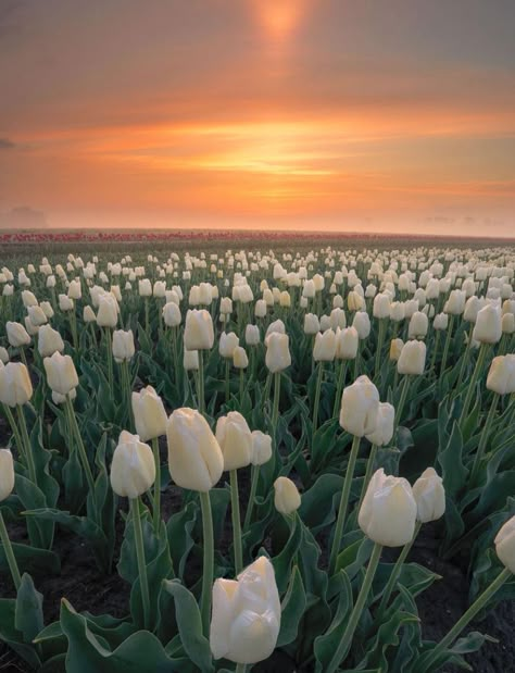 نباتات منزلية, Video Nature, Beautiful Flowers Photography, Flowers Photography Wallpaper, Nothing But Flowers, Wallpaper Nature Flowers, Pretty Landscapes, Flower Landscape, White Tulips