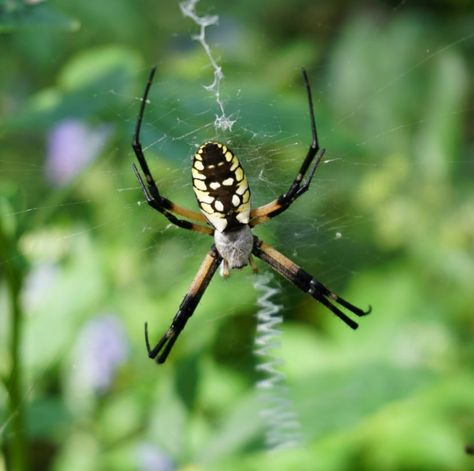 The yellow garden spider (Argiope aurantia) is also known as a writing spider. Legend has it that if you disturb or damage the web, then the spider will... Yellow Garden Spider, Common Spiders, Spider Eating, Orb Weaver, Garden Spider, Spider Silk, Wolf Spider, Garden Bugs, Yellow Garden