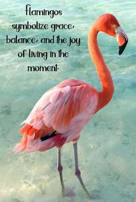 Flamingo Meaning, Flamingo Quotes, Flamingos Quote, Flamingo Pictures, Fancy Flamingo, Funny Flamingo, Motivational Life Quotes, Flamingo Love, Flamingo Beach