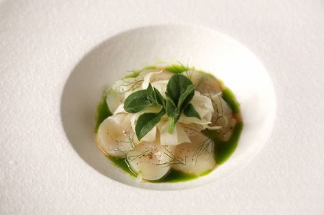 Scallop Ceviche, Lemon Myrtle, Ponzu Dressing, Dill Oil, Shaved Fennel, Ice Plant Scallop Ceviche Recipe, Scallop Crudo, Dill Oil, Scallop Ceviche, Gourmet Food Plating, Ceviche Recipe, Ice Plant, Fennel Salad, Fine Dining Recipes