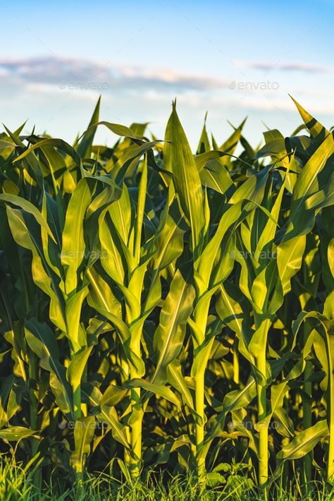 Agriculture Art, Maize Field, Corn Fields, Corn Field Drawing, Corn Farm, Corn Field, Corn Farming, Corn Field Painting, Corn Field Painting Acrylic