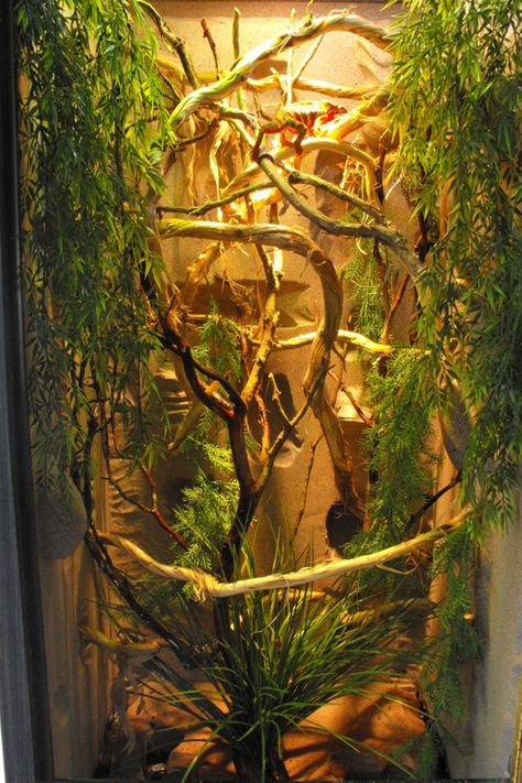 Chameleon enclosure Crested Gecko Vivarium, Chameleon Terrarium, Chameleon Enclosure, Chameleon Care, Chameleon Cage, Lizard Habitat, Jackson Chameleon, Snake Enclosure, Gecko Terrarium