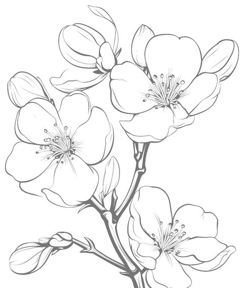 Flower Drawing Sketches, Magnolia Sketch, Magnolia Drawing, Doodle Art Flowers, Flower Line Drawings, Botanical Flower Art, Art Painting Tools, Flower Art Drawing, Floral Drawing