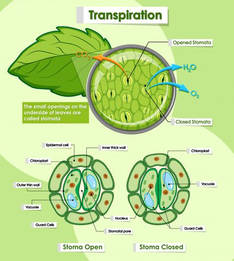 Discover thousands of free-copyright vectors on Freepik Respiration In Plants, Science Diagrams, Biology Plants, Plant Physiology, Study Biology, Basic Anatomy And Physiology, Plant Study, Biology Facts, Biology Lessons