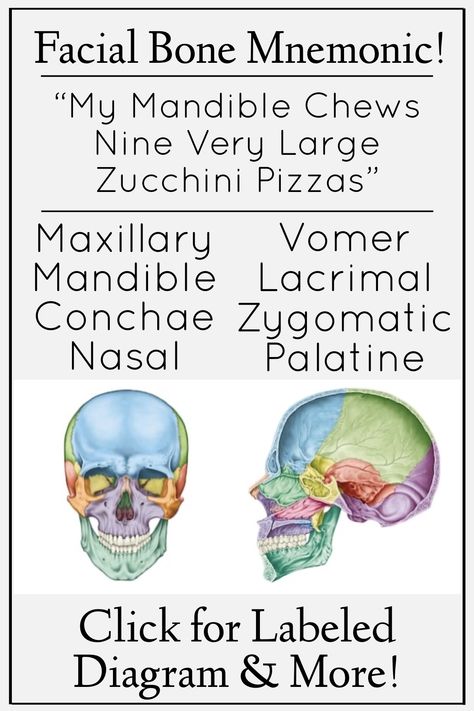 Skull Bones Anatomy Study, Anatomy And Physiology Mnemonics, Anatomy And Physiology Wallpaper, Medical Mnemonics Anatomy, Cranial Bones Anatomy, Skull Bones Anatomy Notes, Skull Labeled Anatomy, Anatomy Bones Studying, Bones Of The Body Anatomy