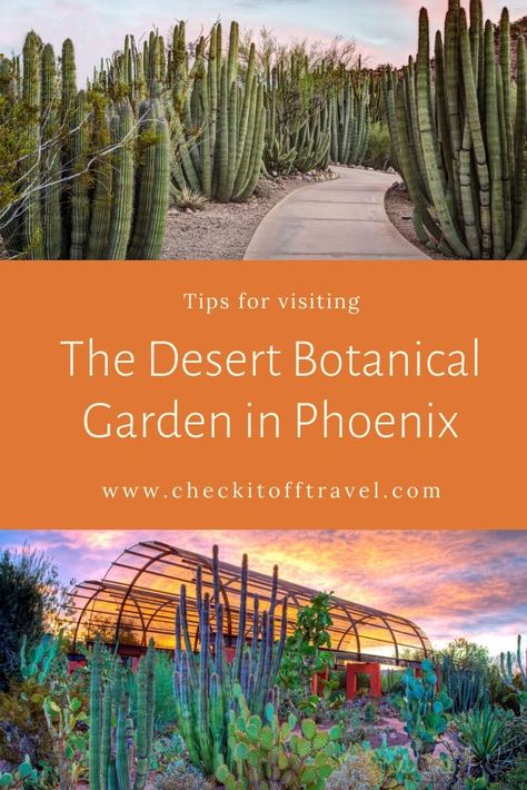 If you’re in the Phoenix area, be sure to visit the Desert Botanical Garden. This 140-acre garden is a cactus lover’s dream! It was founded in 1937 by the Arizona Cactus and Native Flora Society to showcase unique and beautiful plants that thrive in some of the hottest and driest parts of the world. If agave and cactus are not part of your normal scenery at home, you’ll be amazed by one of the largest collections of cactus in the world. Sedona Arizona Restaurants, Acre Garden, Southwest Travel, Arizona Gardening, Arizona Cactus, Arizona Vacation, Arizona Road Trip, Desert Botanical Garden, Garden Shrubs