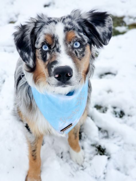 Blue Merle Australian Shepherd Puppy, Corgi Doodle, Blue Merle Australian Shepherd, Puppy Instagram, Merle Australian Shepherd, Australian Shepherd Blue Merle, Dog Instagram, Dogs Black, Aussie Shepherd