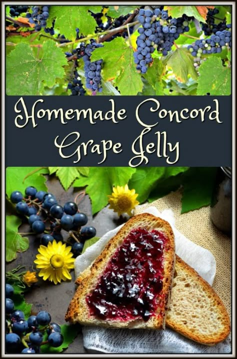 Concord Grape Recipes, Grape Jam Recipe, Homemade Grape Jelly, Concord Grape Jelly, Concord Grapes, Grape Jam, Home Canning Recipes, Jam Recipes Homemade, Grape Recipes