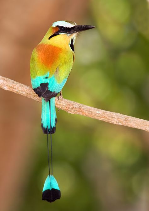 Turquoise-browed motmot (Eumomota superciliosa) Kinds Of Birds, Colorful Bird, Exotic Birds, Bird Pictures, Pretty Birds, Bird Photo, Alam Yang Indah, Colorful Birds, Little Birds