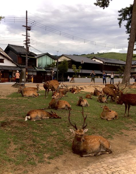 nara park, japan Nara Park Japan, Japan Animals, Japan Nara, Nara Park, Japan Railway, Japan Picture, Nara Japan, Model Ideas, Japan Trip