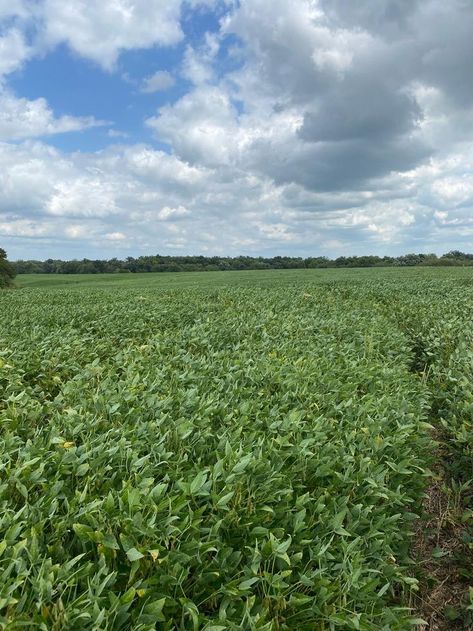 40 prime acres of Northeast Missouri hunting land. Multiple draws surrounded by crops. #hlrbo #hunting #hlrboleasing #deerhunting #hunters #landowners #missouri Find out more today on HLRBO! Hunting Land, 40 Acres, Knox County, Deer Hunting, Missouri, Hunting, Quick Saves