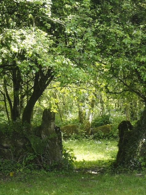 Wild Woodland Garden, House With Lots Of Natural Light, Wild Garden Landscaping, Fairy School, Overgrown Garden, Deep In The Woods, Brian Froud, Happy June, Wild Garden