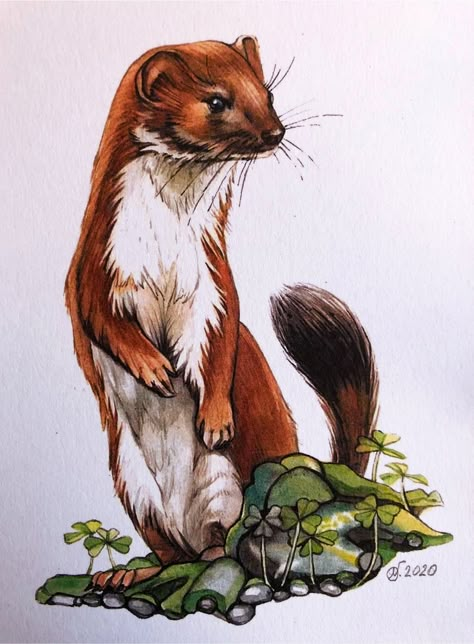 Weasel Illustration, Weasel Tattoo, Weasel Drawing, Weasel Art, Ferret Art, Pine Marten, Fungi Art, Woodland Animal Art, Octopus Wall Art