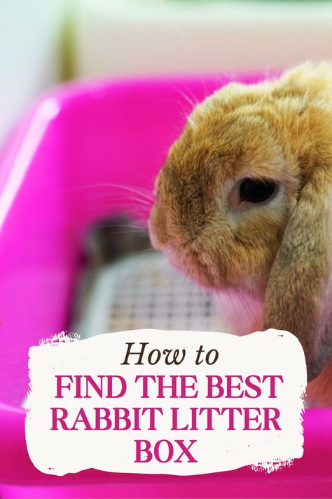 Pig Litter Box Ideas, Litter Training Rabbits, Litterbox Solutions, Guinea Pig Information, Litter Box Ideas, Bunny Litter Box, Best Litter Box, Rabbit Litter, Litter Tracking