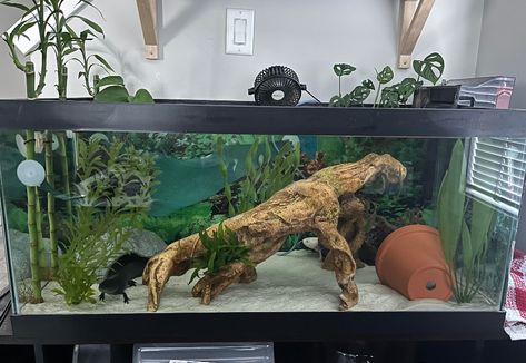 Axolotl Tank Setup Ideas, Axolotl Enclosure, Axolotl Tank Set Up, Axolotl Tank Setup, Axolotl Aquarium Ideas, Axolotl Tank Ideas Aquarium, Axolotl Tank Ideas, Axolotl Care, Axolotl Tank