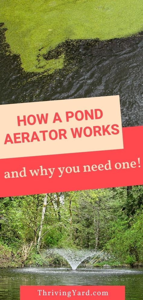 Colorado Landscaping, Diy Ponds Backyard, Fish Pond Gardens, Pond Aerator, Farm Pond, Pond Cleaning, Natural Swimming Ponds, Pond Maintenance, Diy Pond