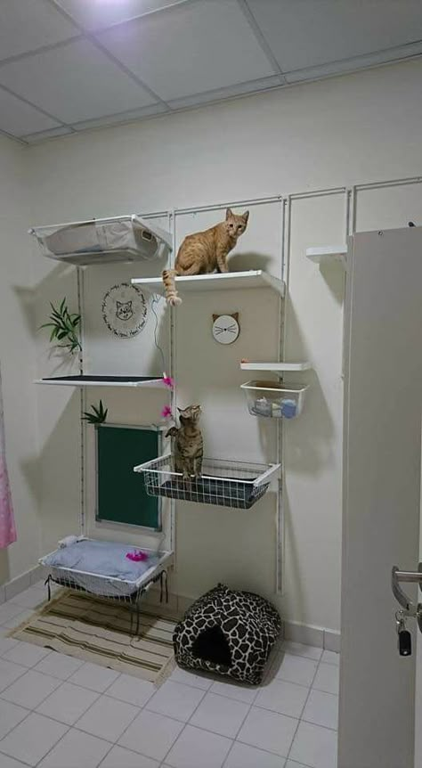 Cat Shelves Diy Climbing Wall Ikea Hacks, Poang Rocking Chair, Apartment Cat, Ikea Hacks For Cats, Diy Kallax, Cats Room, Ikea Cat, Ikea Algot, Katt Diy