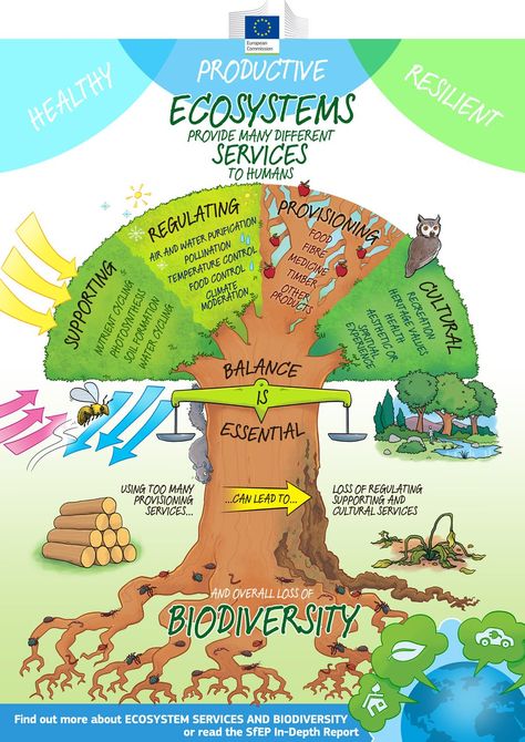 Science Env Policy on Twitter: "Healthy, productive, resilient ecosystems provide essential services to humans: new @SfEP infographic #biodiversity https://t.co/dstnDJE3nW" Environmental Science Projects, Ecological Succession, Ecosystems Projects, Ap Environmental Science, Chart Infographic, Forest Ecosystem, Environmental Research, Kunming, Environmental Education