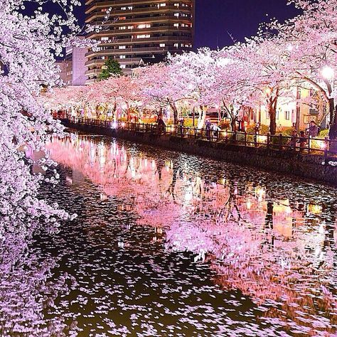 Tokiyo, Japan Hanami Festival, Cherry Blossom Japan, Monte Fuji, Cherry Blossom Trees, Wonderful Nature, Scenery Photos, Go To Japan, Blossom Trees, Dream Destinations