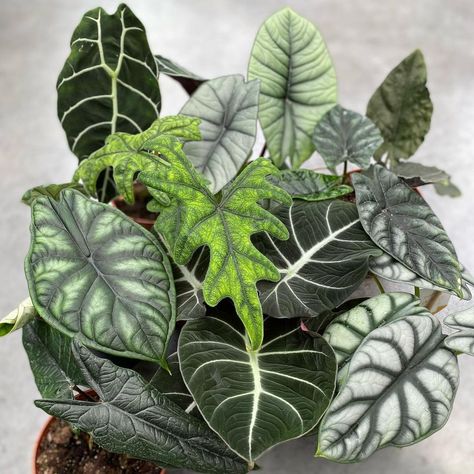 Alocasia Tattoo, Alocasia Platinum, Alocasia Collection, Alocasia Corm Growing, Alocasia Tiny Dancer, Alocasia Wentii, Alocasia Macrorrhiza Variegata, Tropical Flower Plants, Alocasia Plant