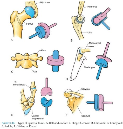 Classification of Synovial Joints Knee Joints Drawing, Synovial Joints Anatomy, Synovial Joints, Skeletal System Anatomy, Human Joints, Hip Anatomy, Joints Anatomy, Anatomy Education, Basic Anatomy And Physiology