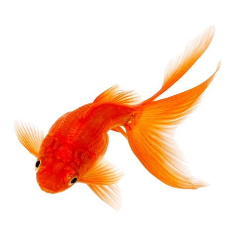 Felt Fish, Photo Clipart, Water Views, Koi Fish, Goldfish, Hd Photos, Png Images, Koi, Architecture Details