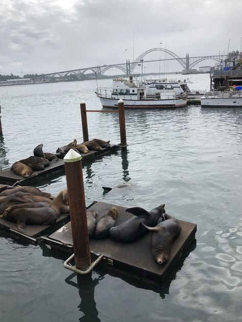 Newport, Oregon Depoe Bay Oregon, Oregon Aesthetic, 2024 Diary, Newport Oregon, Depoe Bay, Blurry Vision, Turn Blue, Boat House, Beach Living