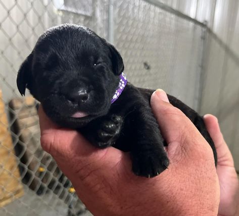 Jackson's Labrador Retrievers Has Labrador Retriever Puppies For Sale In Mayo, FL Retriever Puppies, Labrador Retriever Puppies, Labrador Retrievers, American Kennel Club, Puppies For Sale, Dog Training, Dog Breeds, Labrador Retriever, Labrador