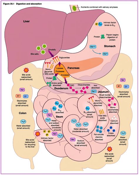 Digestion And Absorption, Studying Medicine, Medicine Notes, Medicine Studies, Nurse Study Notes, Nursing School Survival, Nutrition Science, Human Body Anatomy, Medicine Student