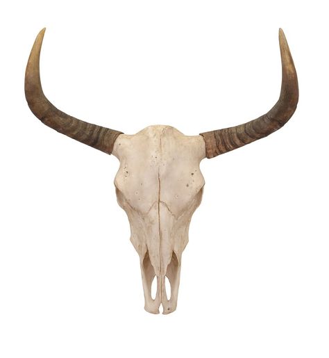 Best Boho Home Products at Walmart | POPSUGAR Home Toro Logo, Skull Wall Decor, Longhorn Cattle, Longhorn Skull, Backyard Canopy, Steer Skull, Animal Skull, Bull Skull, Bull Skulls