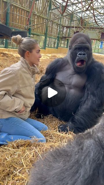 Gorilla Video, Female Gorilla, Human Muscle Anatomy, Ugly Animals, Silverback Gorilla, Muscle Anatomy, Human Interaction, People Of The World, Zoo Animals