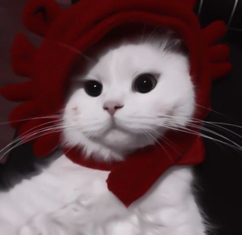 Red Pfps Aesthetic Soft, Red And White Aesthetic Soft, Cat Red Aesthetic, Red Cat Aesthetic, Red + Core + Aesthetic, Burgundy Aesthetic, Cherry Kiss, Cat Profile, Dark Red Wallpaper