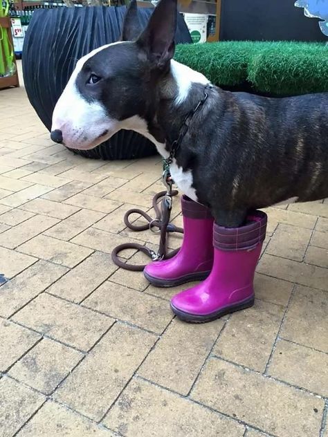 Gum Boots, Bull Terrier Funny, Mini Bull Terriers, Miniature Bull Terrier, Bull Terrier Puppy, Tattoo Nature, Labrador Retriever Puppies, Learn Facts, English Bull Terriers