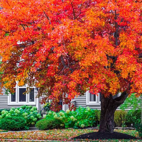 Top 10 Fast-Growing Trees | Family Handyman Fall Gardening Ideas, Maple Tree Landscape, Fast Growing Shade Trees, Flowering Crabapple, Ideas Garden Design, Garden Nails, Red Maple Tree, Growing Trees, White Pine Tree