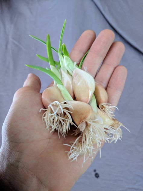 Sprout some Garlic? Sprout Aesthetic, Garlic Gardening, Garlic Sprouts, Home Flowers, Garden Diy, Horticulture, Sprouts, Soil, Landscaping