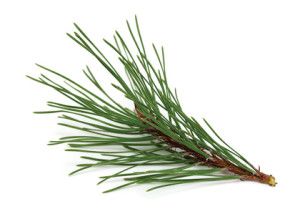 Foraging-Pine Winter Foraging, Rose Cultivation, Pine Essential Oil, Tree Identification, Anise Seed, Conifer Trees, Pine Branch, Organic Essential Oils, Pine Needles