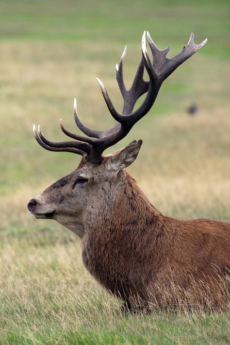 Red deer stag - profile 2059 Deer Profile, Red Deer Stag, Deer Photography, Deer Photos, Photography Animals, Stag Deer, Richmond Park, Deer Family, Elk Hunting