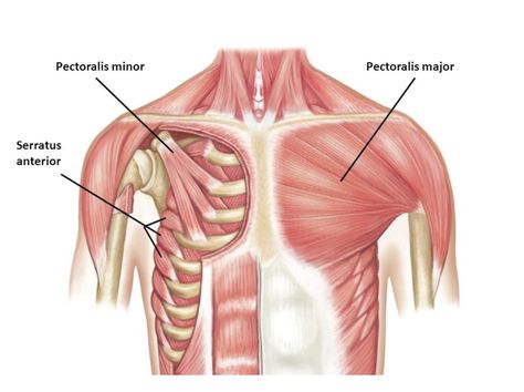 The 4 Best Stretches For A Strained Chest Muscle Pectoral Stretches, Muscle Groups To Workout, Serratus Anterior, Belly Flab, Muscle System, Muscle Stretches, Workout Diet Plan, Pectoral Muscles, Muscle Anatomy