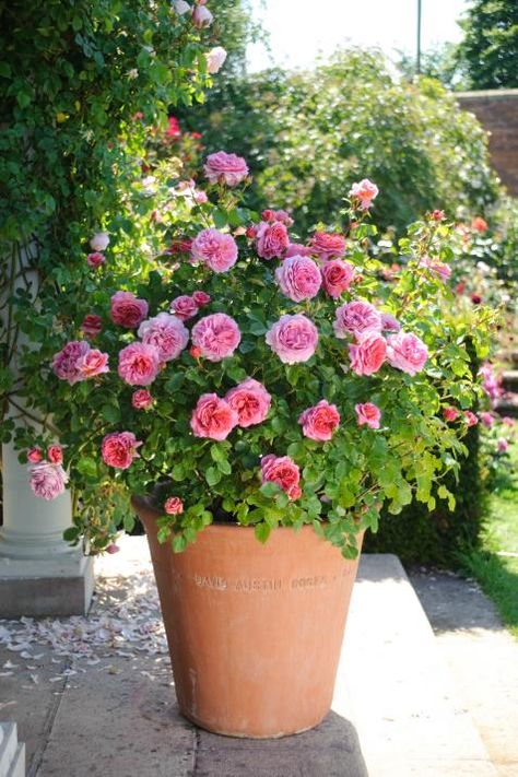 How to Grow Patio Roses in Containers | HGTV Roses In Containers, Container Roses, Container Garden Design, نباتات منزلية, Hardscape Design, Container Gardening Flowers, Growing Roses, David Austin Roses, Garden Containers