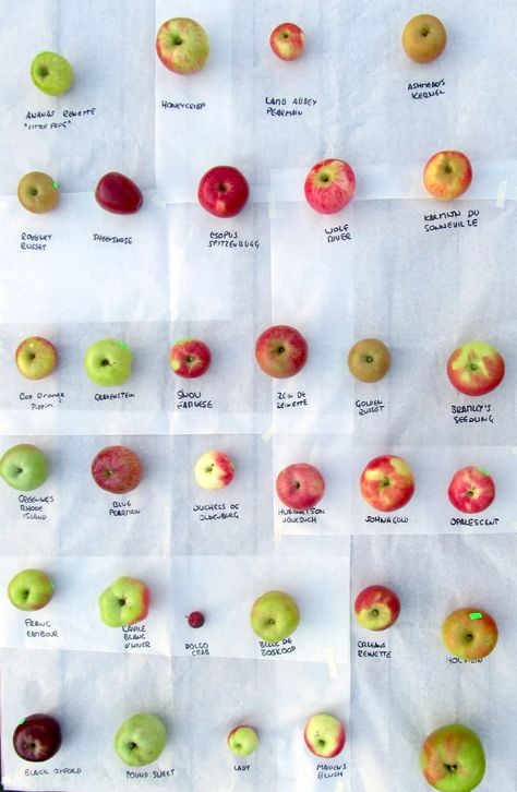 Heirloom apples are full of flavor, and many of these antique varieties are still available from small-scale growers. If you love apples as much as I do, you’re going to want to try (and maybe even grow) as many of these antique apple varieties as you can in the time you have on this earth.  Each has its own unique flavor profile, and you just can’t get apples like these at any corner grocery store! Try these apples during apple harvest season and start growing fruit. Heirloom Apple Varieties, Heirloom Apples, Small Fruit Trees, Gardening Inspiration, Apple Varieties, Berry Bushes, Summer Harvest, Types Of Fruit, Apple Seeds