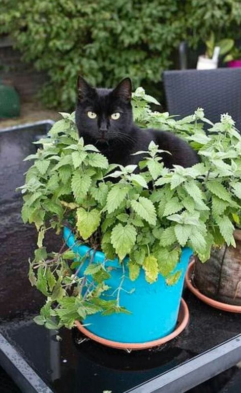 Beautiful Black Cats, Black Kitties, Cat Plants, Cats Rule, Cat Garden, Black Kitten, Cat Box, A Black Cat, Here Kitty Kitty