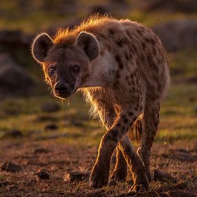 Hyena Spotted Hyena, Hyena, In The Wild, The Wild, For Sale