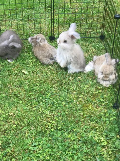 English Angora Bunny, Silver Fox Rabbit, English Angora Rabbit, Angora Bunny, English Angora, Rabbits For Sale, Female Rabbit, Rabbit Pictures, Rabbit Breeds