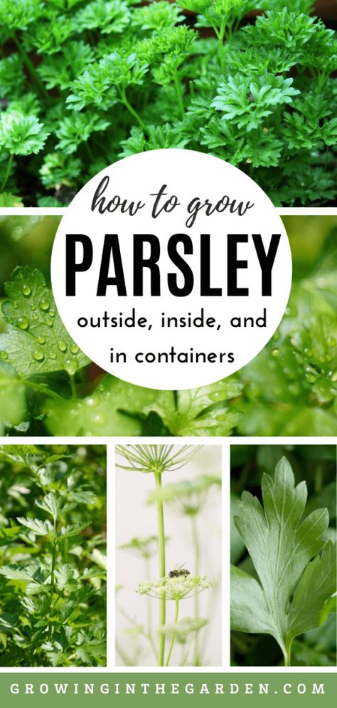 Parsley Growing, How To Grow Parsley, Grow Parsley, Growing Parsley, Parsley Plant, Easy Herbs To Grow, Growing Herbs Indoors, Kitchen Gardens, Tattoo Plant