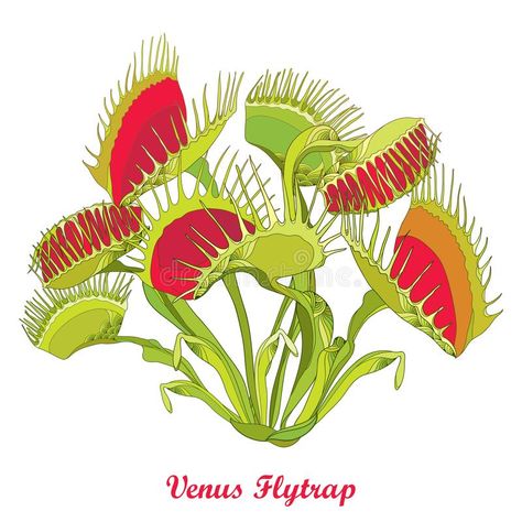 Venus Fly Trap Care, Insectivorous Plant, Venus Flytrap, Plantas Vs Zombies, Fly Trap, Venus Fly Trap, Fly Traps, Desenho Tattoo, Floral Curtains