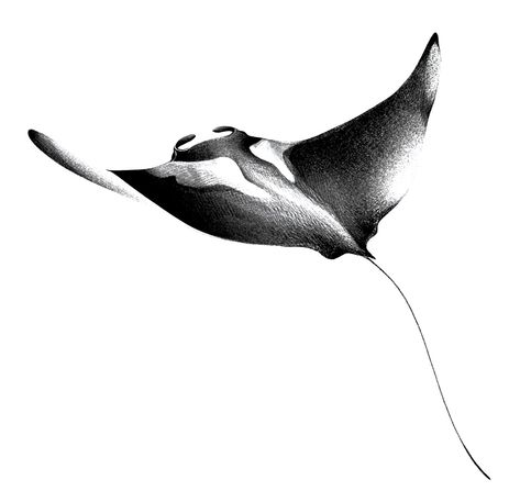 Mobula Ray, Stingray Tattoos, Hai Tattoo, Tekken 2, Marine Tattoo, Stingray Tattoo, Ray Tattoo, Whale Tattoos, Ocean Tattoos