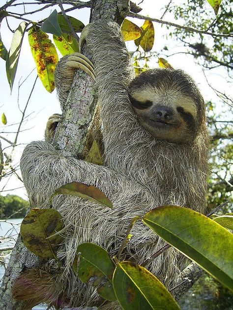 The unique, percise abilities of the sloth. Costa Rica, Sloth, Elephant