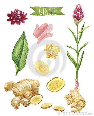 Planting Ginger Root, Ginger Illustration, Growing Ginger Indoors, Turmeric Plant, Herbs Illustration, Growing Ginger, Ginger Plant, Ginger Flower, Illustration Botanique